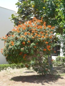 фото Florimontan