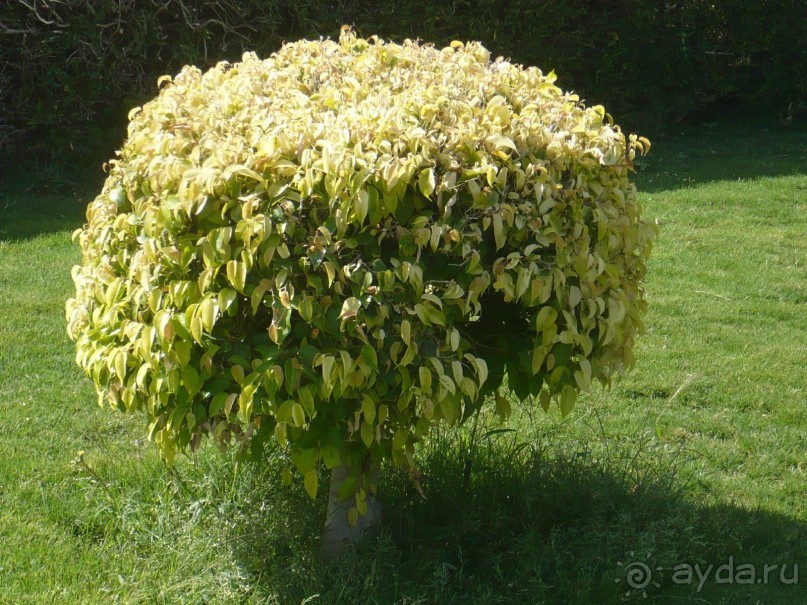 фото Florimontan