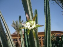 фото Florimontan