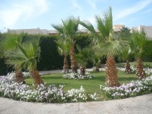 фото Desert Rose Resort