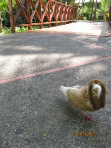 фото Natura Park Beach Eco Resort & Spa