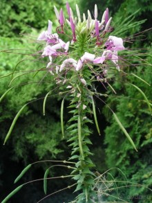 Эх, вот бы лето два раза в год!