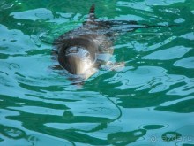 дельфинарий в парке Евпатория