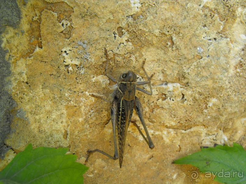 кузнечек или саранча