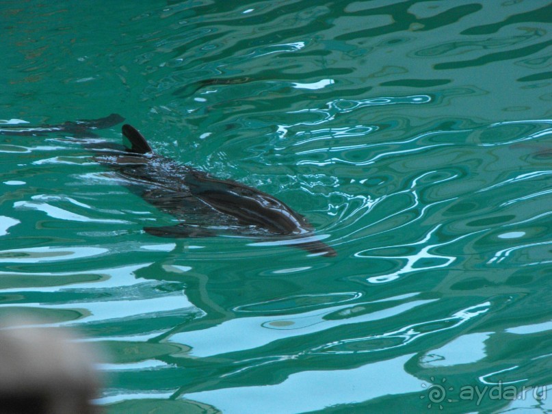 дельфинарий в парке Евпатория