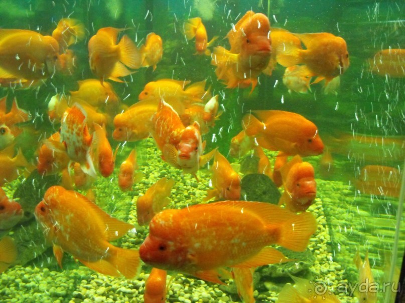 можно еще и рыбок посомтреть,только фоткайте без вспышки,чтоб не ругались!