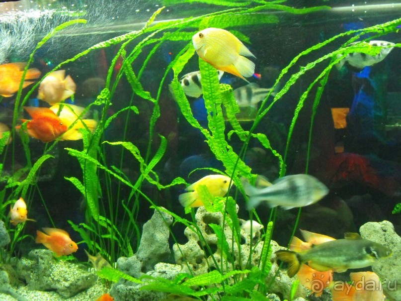 можно еще и рыбок посомтреть,только фоткайте без вспышки,чтоб не ругались!