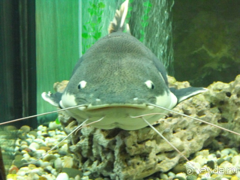 можно еще и рыбок посомтреть,только фоткайте без вспышки,чтоб не ругались!