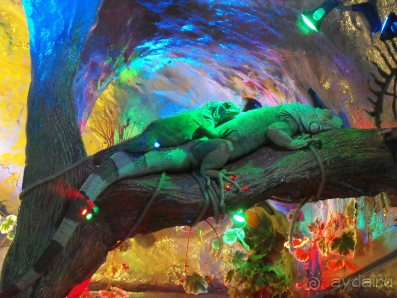 можно еще и рыбок посомтреть,только фоткайте без вспышки,чтоб не ругались!