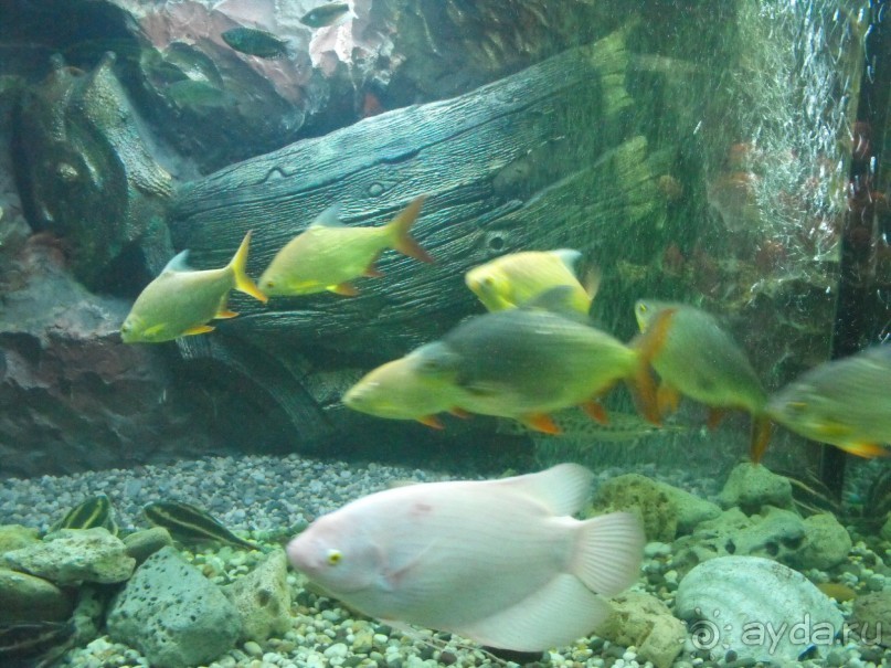 можно еще и рыбок посомтреть,только фоткайте без вспышки,чтоб не ругались!