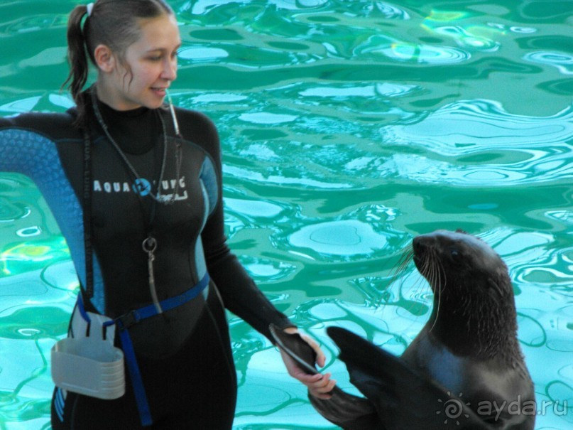 дельфинарий в парке Евпатория