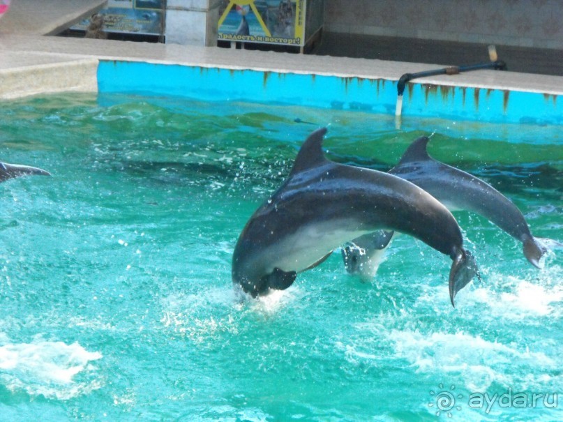 дельфинарий в парке Евпатория