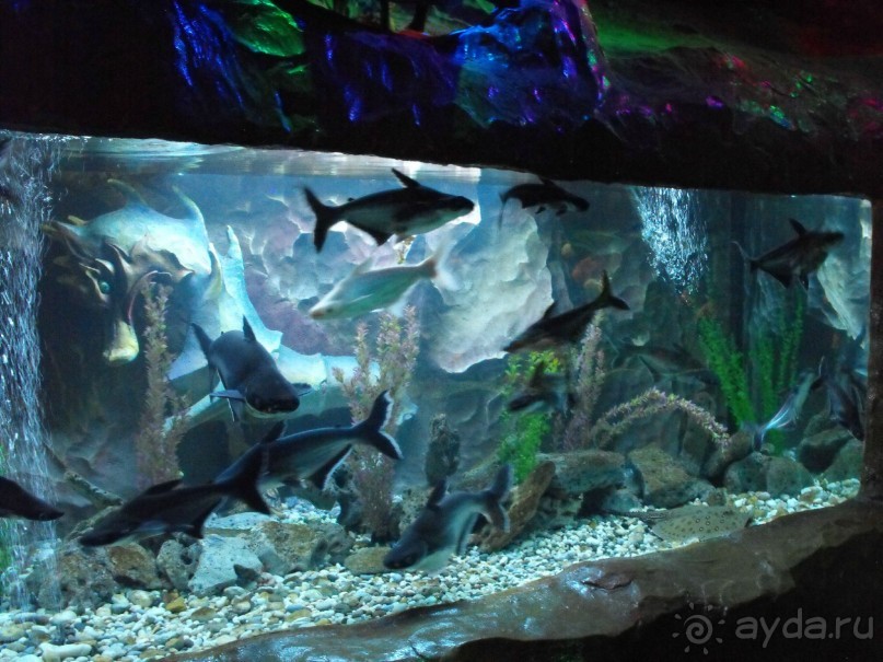 можно еще и рыбок посомтреть,только фоткайте без вспышки,чтоб не ругались!