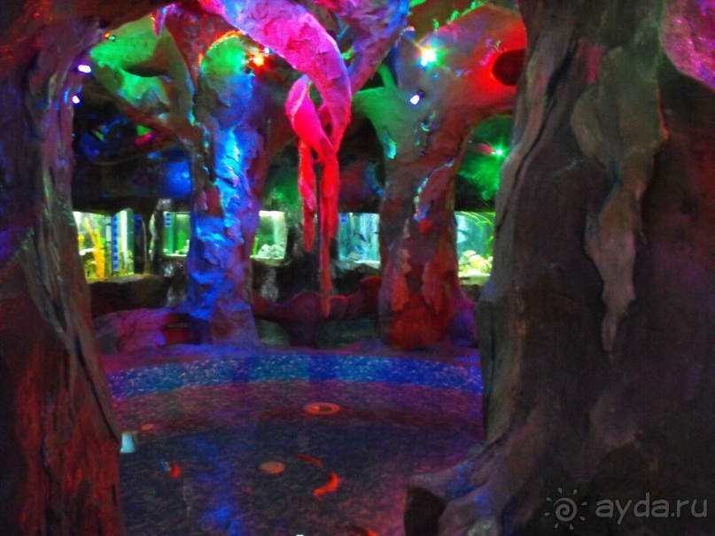 можно еще и рыбок посомтреть,только фоткайте без вспышки,чтоб не ругались!