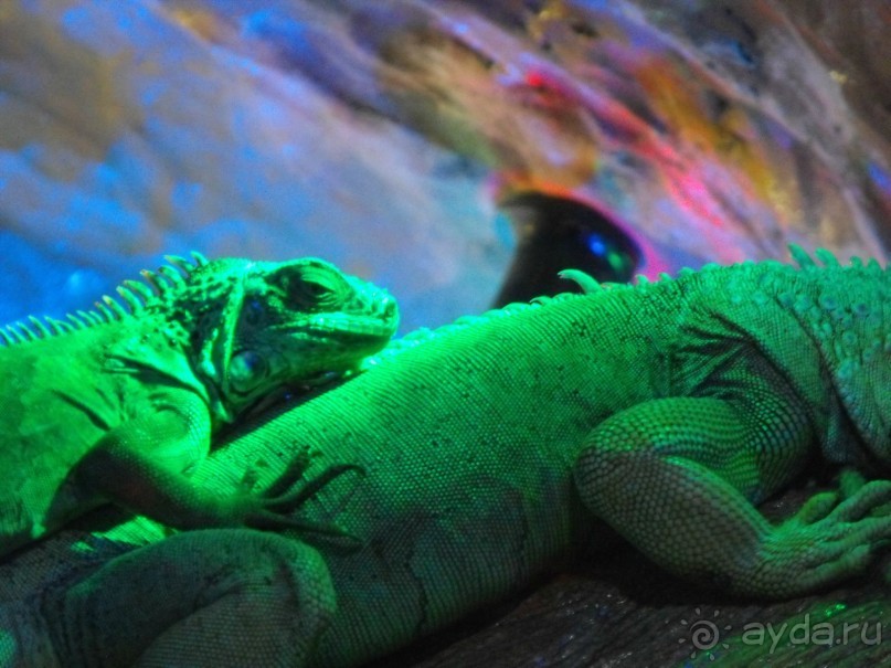 можно еще и рыбок посомтреть,только фоткайте без вспышки,чтоб не ругались!