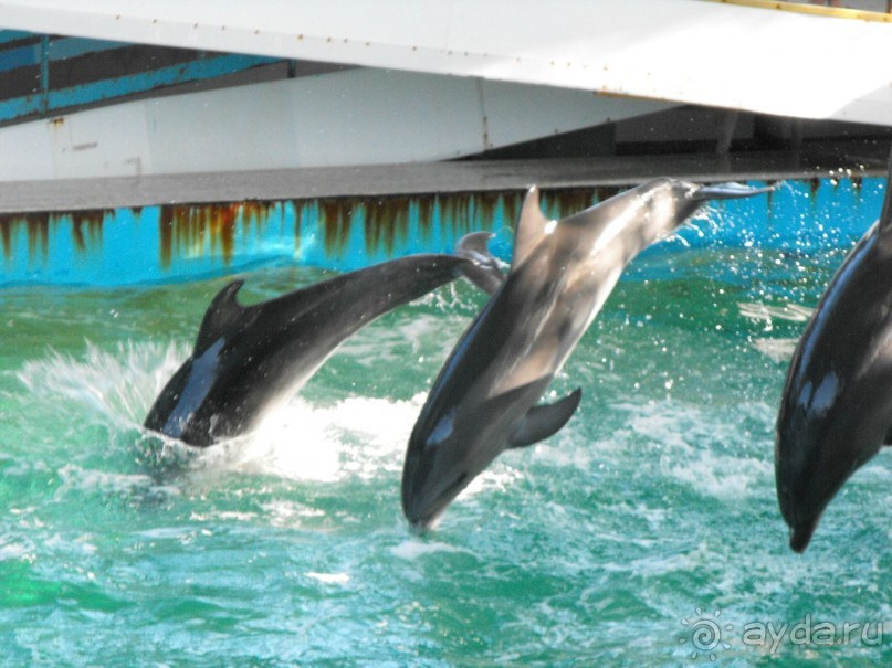 дельфинарий в парке Евпатория