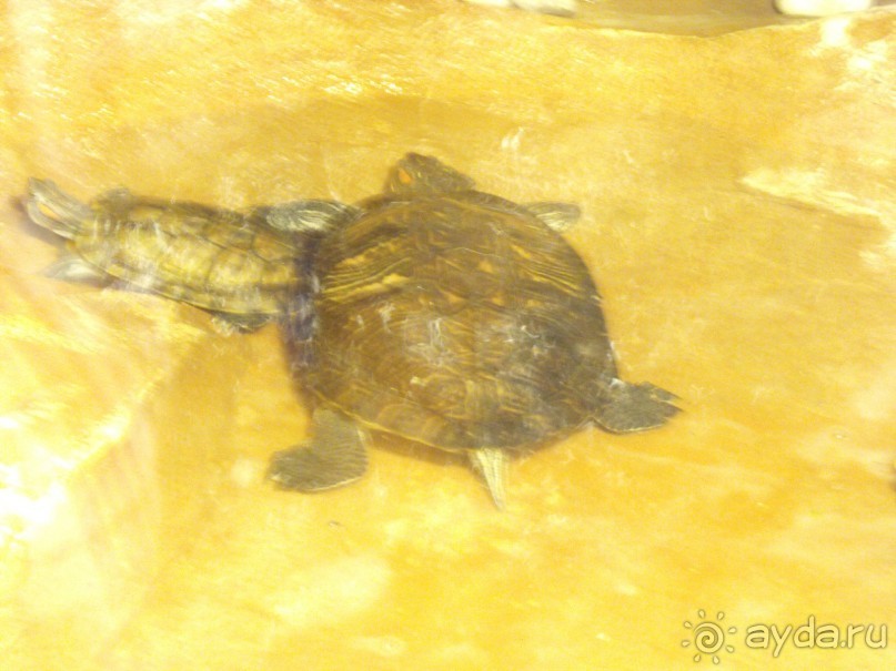 можно еще и рыбок посомтреть,только фоткайте без вспышки,чтоб не ругались!