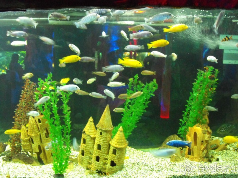 можно еще и рыбок посомтреть,только фоткайте без вспышки,чтоб не ругались!