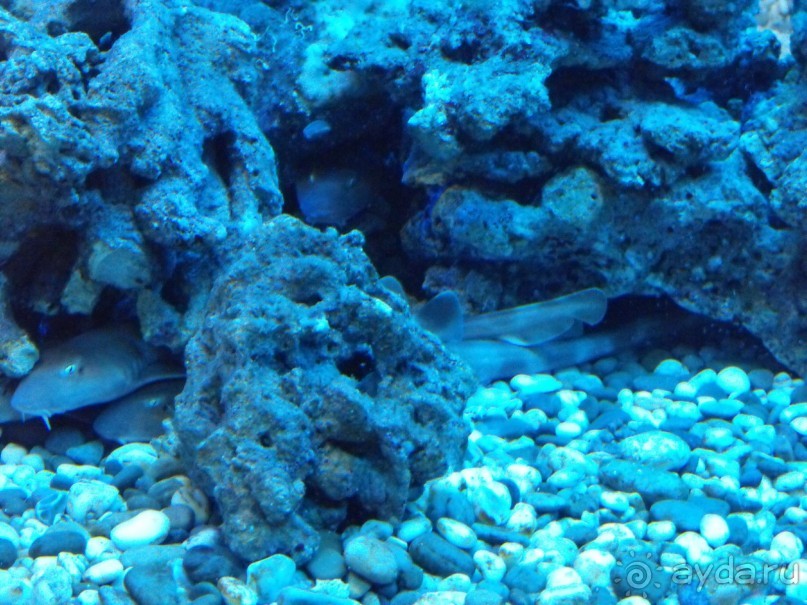 можно еще и рыбок посомтреть,только фоткайте без вспышки,чтоб не ругались!