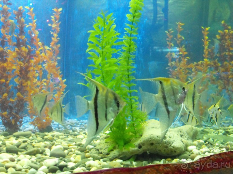 можно еще и рыбок посомтреть,только фоткайте без вспышки,чтоб не ругались!