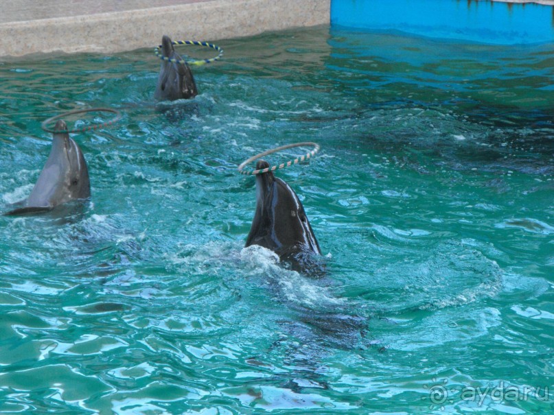 дельфинарий в парке Евпатория