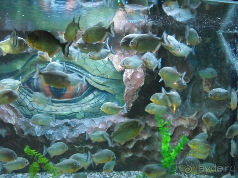 можно еще и рыбок посомтреть,только фоткайте без вспышки,чтоб не ругались!