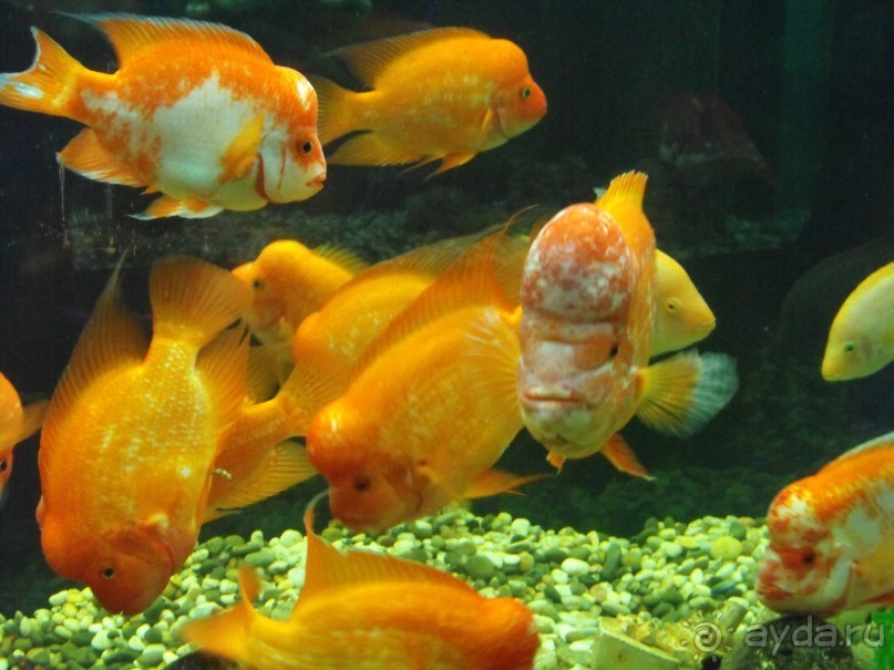 можно еще и рыбок посомтреть,только фоткайте без вспышки,чтоб не ругались!