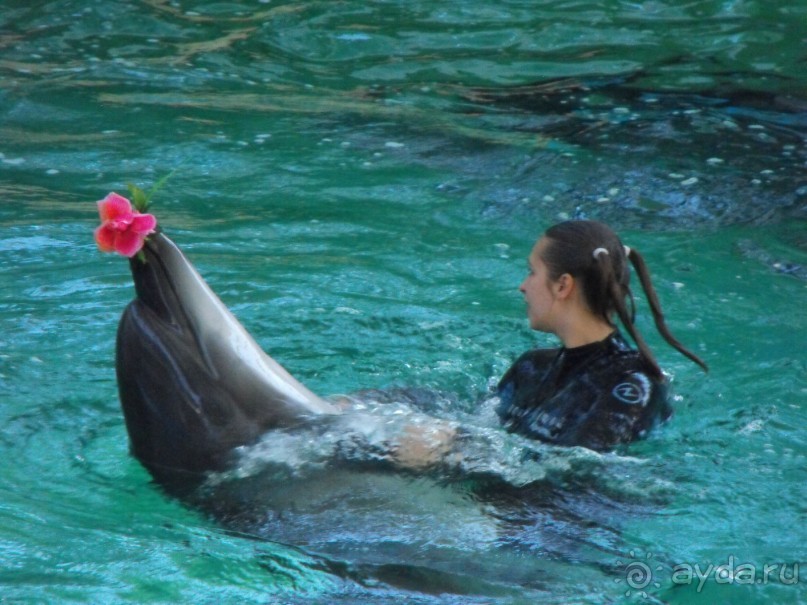 дельфинарий в парке Евпатория