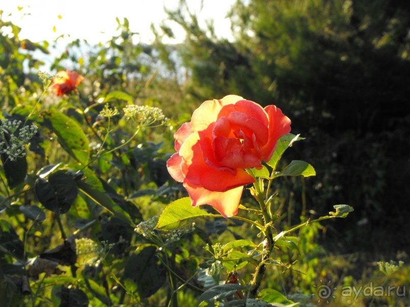 пгт Черноморское Крым