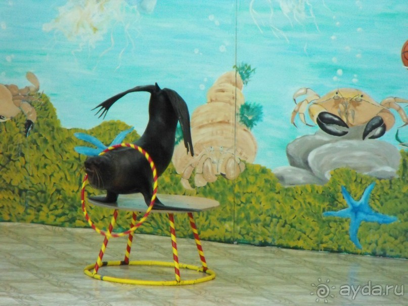 дельфинарий в парке Евпатория