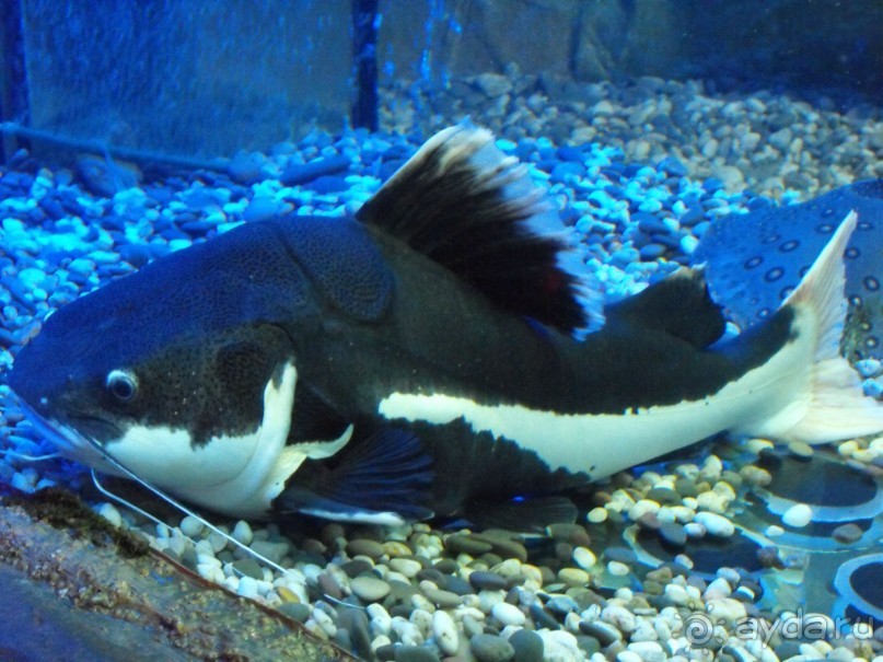 можно еще и рыбок посомтреть,только фоткайте без вспышки,чтоб не ругались!