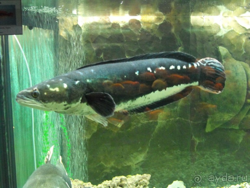 можно еще и рыбок посомтреть,только фоткайте без вспышки,чтоб не ругались!