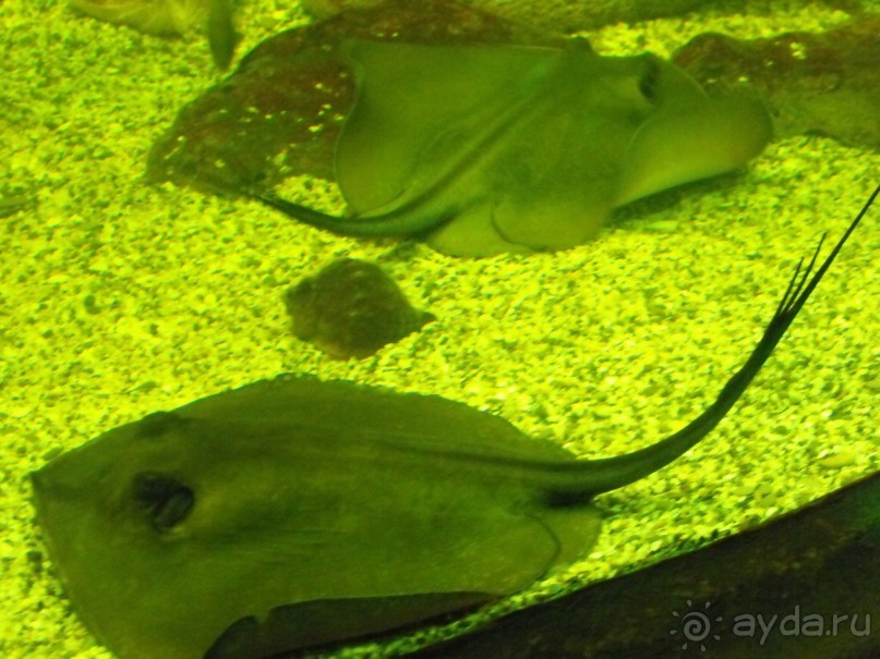 можно еще и рыбок посомтреть,только фоткайте без вспышки,чтоб не ругались!