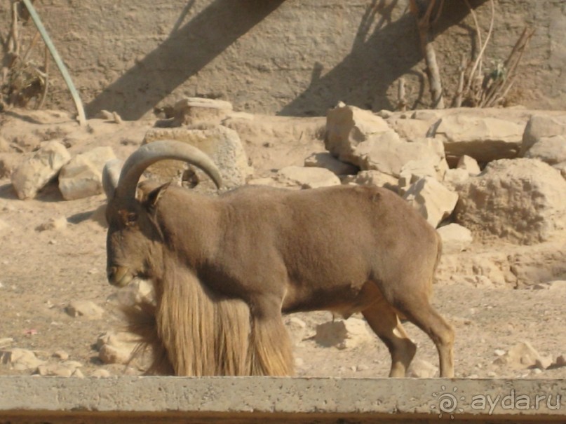 фото Al Moggar Garden Beach Club