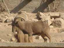 Остерегайтесь седого длинноволосого арабчонка!!!