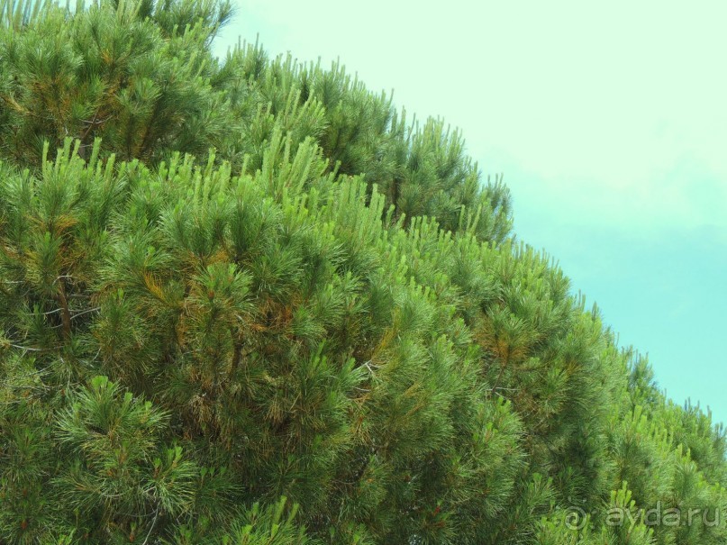 Сказочный релакс, не исключено, что через несколько лет вернусь...