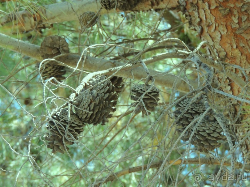 Porto Carras весь в сосновых деревьях, дышать там одно удовольствие