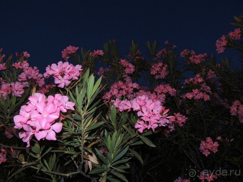 Олеандр - красивеший кустарник, но ядовитое растение.