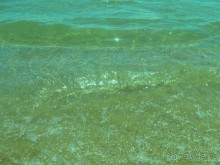 фото Маджестик