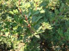 Хиос. Путешествие на автомобиле по греческим островам. Продолжение. Остров Хиос. 2011 год