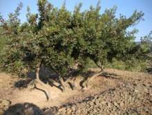 Хиос. Путешествие на автомобиле по греческим островам. Продолжение. Остров Хиос. 2011 год