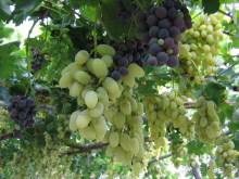 Хиос. Путешествие на автомобиле по греческим островам. Продолжение. Остров Хиос. 2011 год