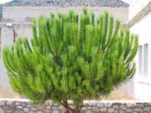 Хиос. Путешествие на автомобиле по греческим островам. Продолжение. Остров Хиос. 2011 год