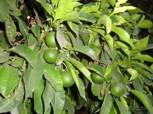 Хиос. Путешествие на автомобиле по греческим островам. Продолжение. Остров Хиос. 2011 год