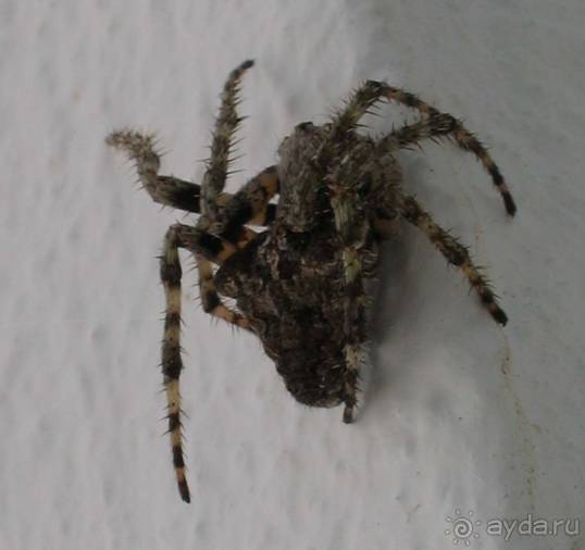 Хиос. Путешествие на автомобиле по греческим островам. Продолжение. Остров Хиос. 2011 год