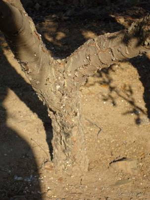 Хиос. Путешествие на автомобиле по греческим островам. Продолжение. Остров Хиос. 2011 год