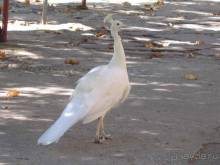 Лесбос. Путешествие на автомобиле по греческим островам. Начало. Остров Лесбос, 2011 год