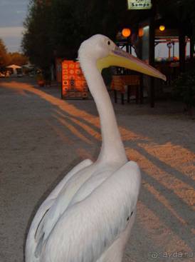 Лесбос. Путешествие на автомобиле по греческим островам. Начало. Остров Лесбос, 2011 год