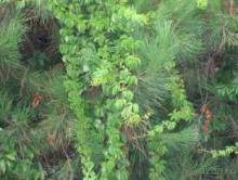 Лесбос. Путешествие на автомобиле по греческим островам. Начало. Остров Лесбос, 2011 год