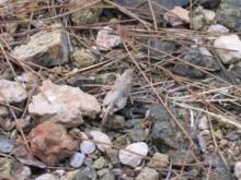 Лесбос. Путешествие на автомобиле по греческим островам. Начало. Остров Лесбос, 2011 год